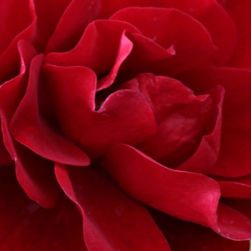 Viveros y Jardinería online - Rojo - Rosas Floribunda - rosa de fragancia discreta - Rosal Grand Palace® - Poulsen, Niels Dines - Es una rosa pitiminí que queda muy bien plantada en macetas o en un jardín de rosas pequeño